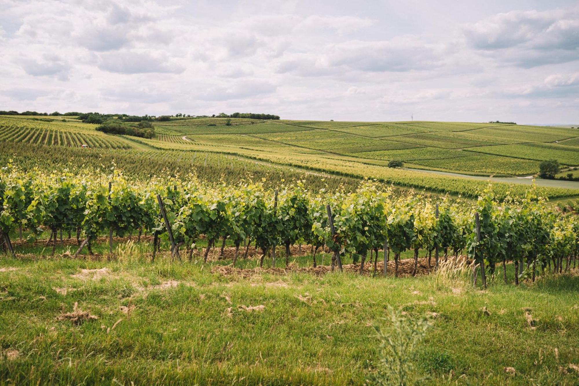 Weingut Petershof Apartment Alzey Ngoại thất bức ảnh